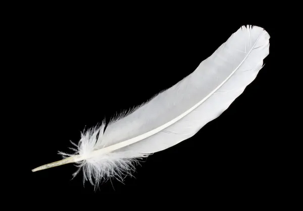 Big white feather Royalty Free Εικόνες Αρχείου