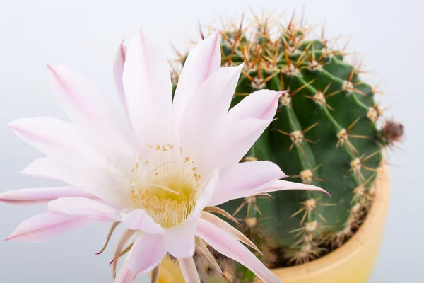 Cactus fiorito con grande fiore bianco Immagine Stock