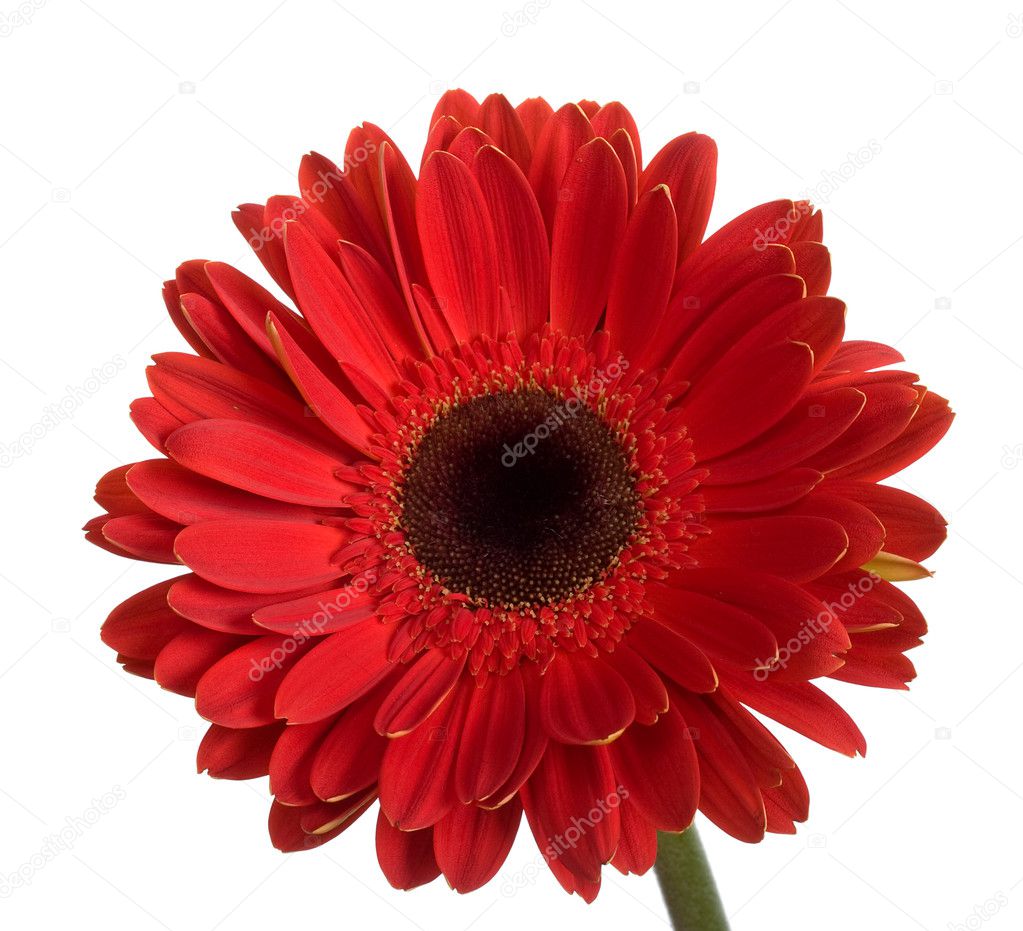 Beautiful big red gerbera flower