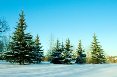 December fir trees with snow clipart