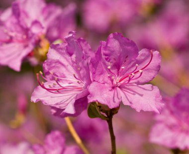 rhododendron çiçeği