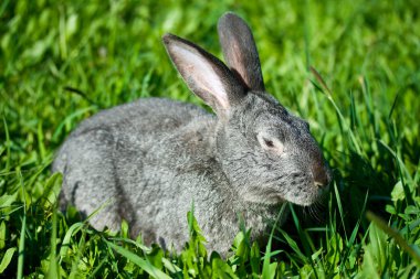 Gray rabbit in grass clipart