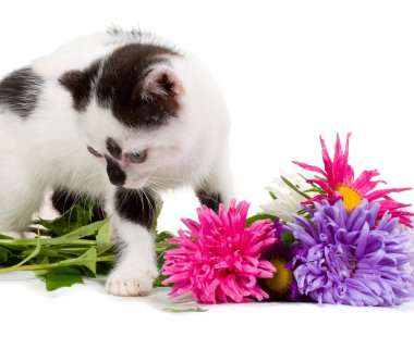 gatito tomando flores aster