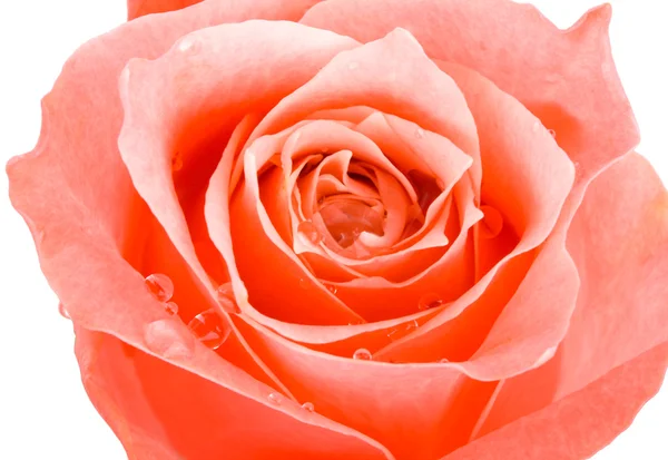 孤立的特写玫瑰花卉 — 图库照片