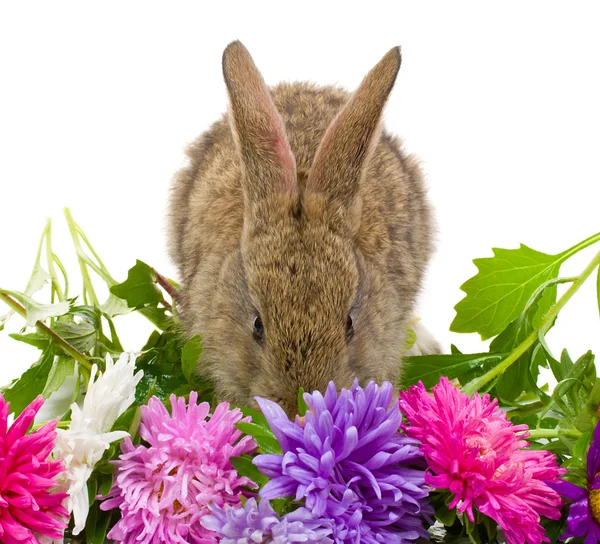 Primo piano piccolo coniglietto e fiori aster — Foto Stock