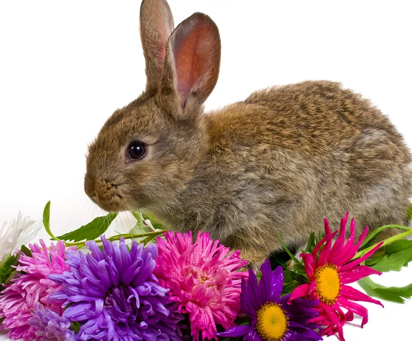 Närbild lilla kanin och blommor — Stockfoto