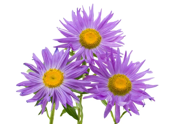 Nahaufnahme drei violette Astern isoliert — Stockfoto
