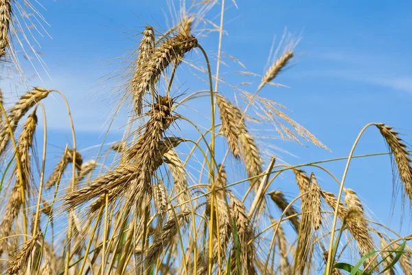 クローズ アップの小麦の穂 — ストック写真