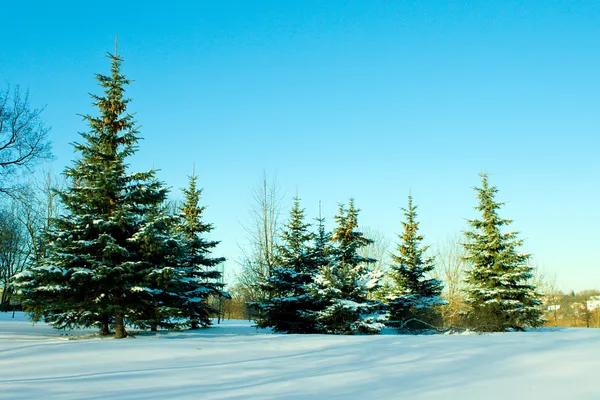 Декабрьские ели со снегом — стоковое фото