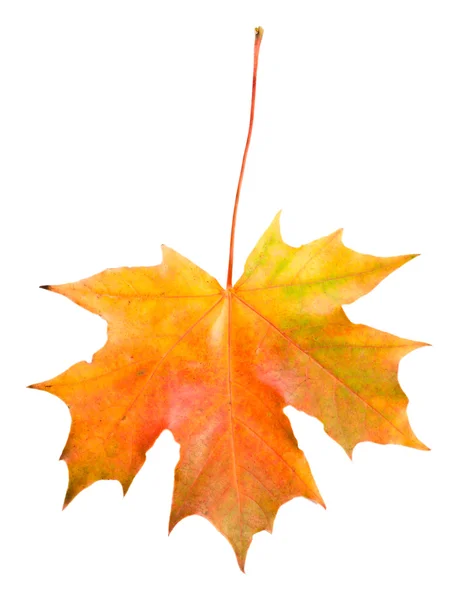 Fallen maple leaf isolated — Stock Photo, Image