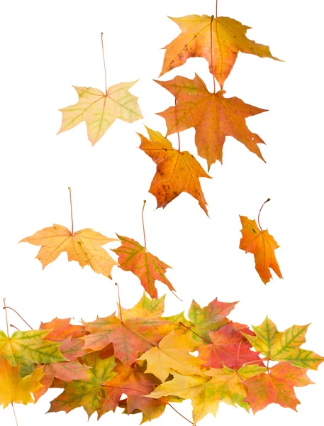 Fallen maple leaves isolated — Stock Photo, Image