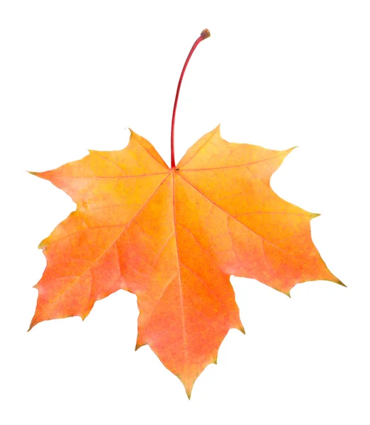 Fallen žlutý a červený javorový list — Stock fotografie