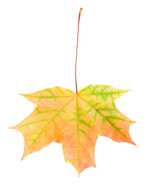 Падший жёлтый кленовый лист — стоковое фото