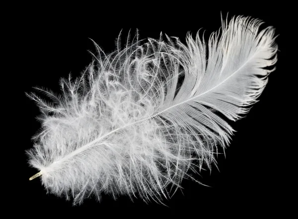 Feather isolated — Stock Photo, Image