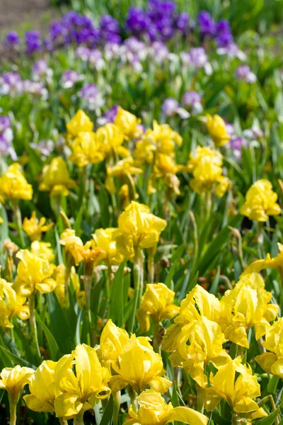 Campo com flores de íris — Fotografia de Stock
