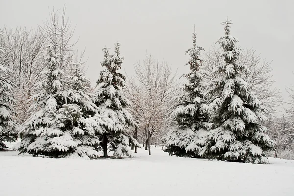 积雪覆盖的杉木林 — 图库照片