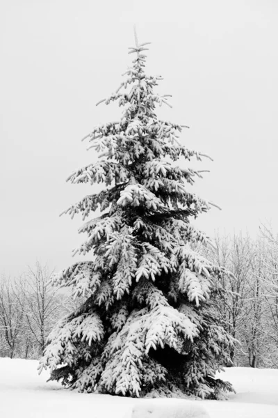 Fir tree bedekt met sneeuw — Stockfoto