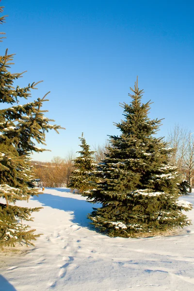 Tannenbäume mit Schnee am blauen Himmel — Stockfoto