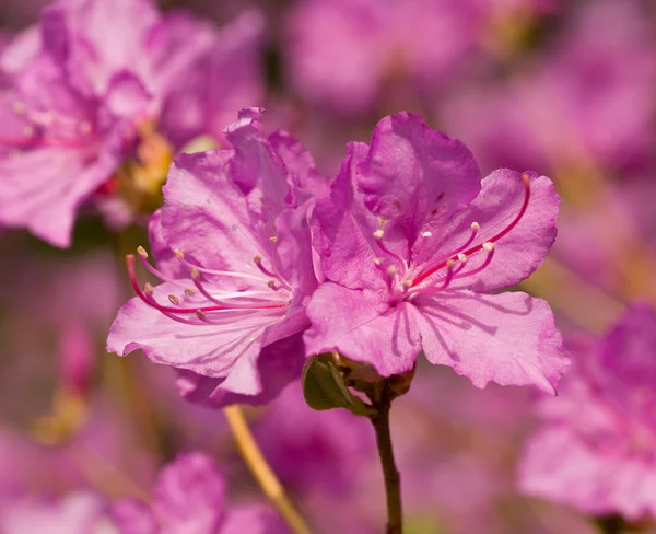 Flowers of rhododendron — Stock Photo, Image