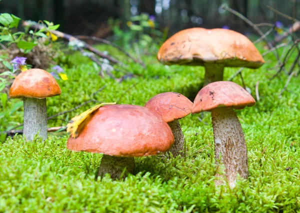 Five orange-cup mushrooms — Stock Photo, Image