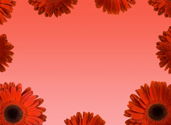 Cadre de fleurs de gerbera rouge — Photo