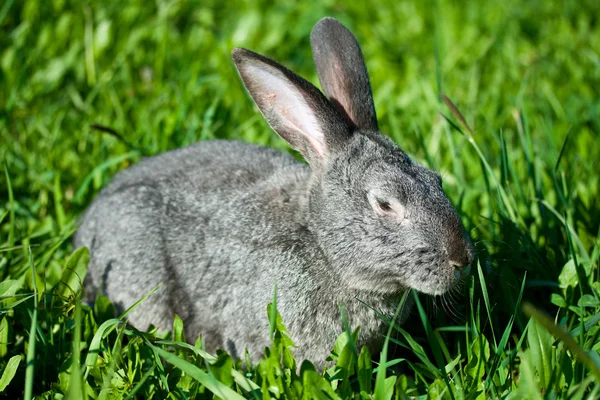 Grå kanin i gress – stockfoto