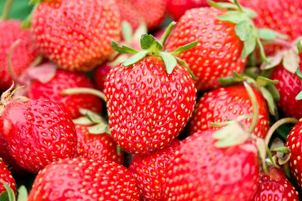 Heap of ripe strawberries — Stock Photo, Image