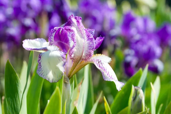 Bunga Iris — Stok Foto