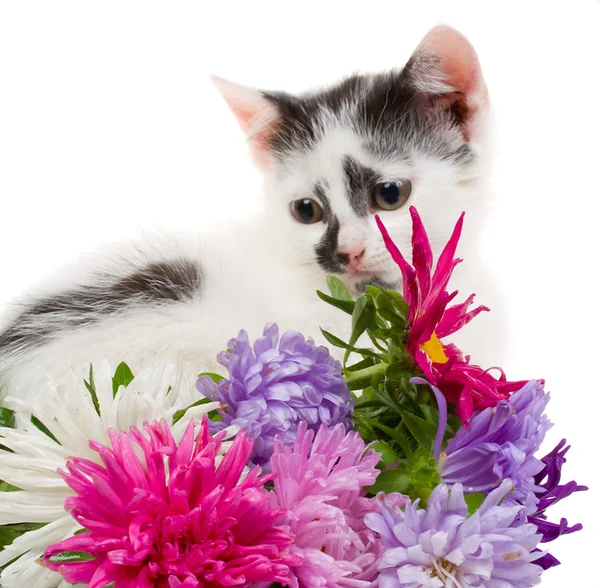 Кошеня сидить біля квітів — стокове фото