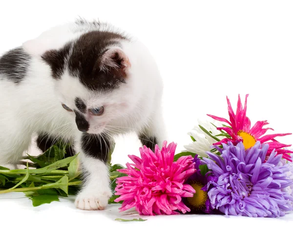 Gatito tomando flores aster — Stok fotoğraf