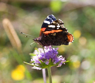 Painted lady butterfly on flower clipart