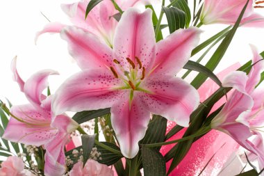 Pink lily clipart