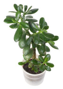 Potted crassula or dollar tree clipart