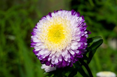 Purple-white aster on green grass clipart