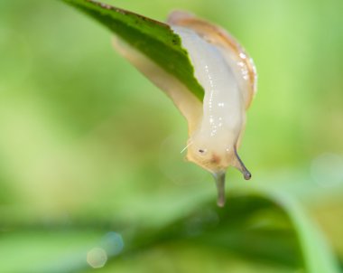 Snail on blade