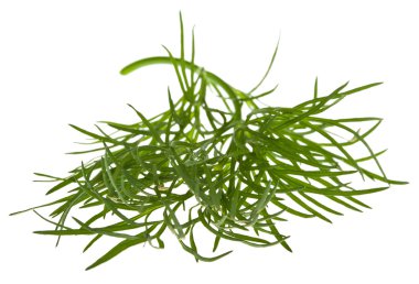 Sprig of dill isolated clipart