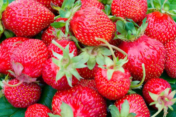 Many ripe strawberries — Stock Photo, Image