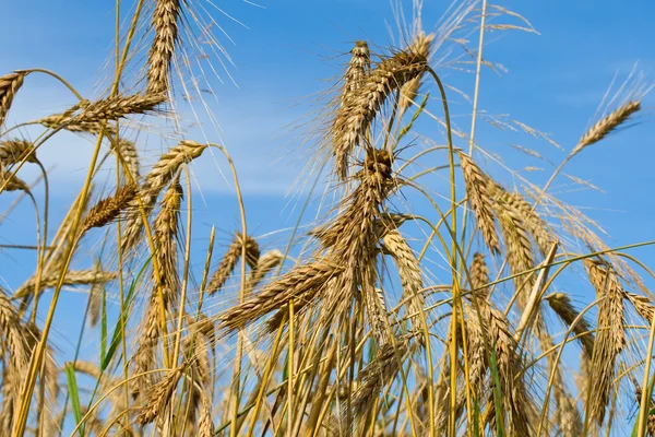 Muchas espigas de trigo maduras en el cielo azul —  Fotos de Stock