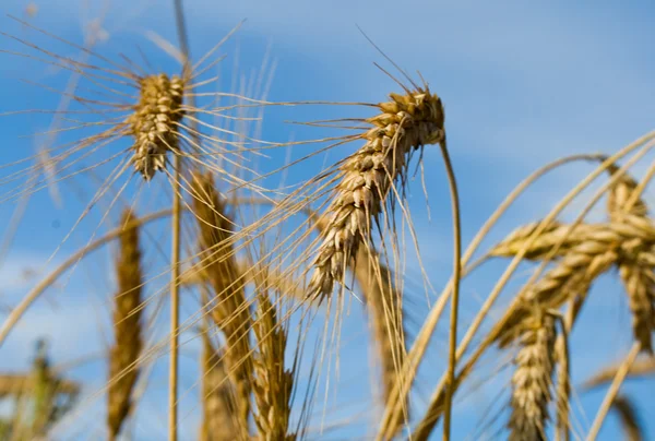 Molte spighe di grano su cielo azzurro — Foto Stock