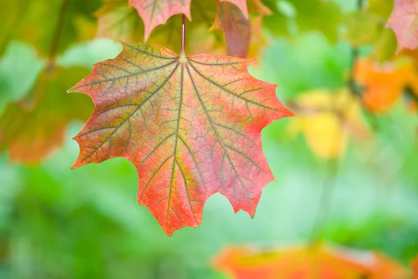 Maple leaf in autumn — Stock Photo, Image