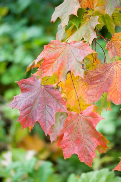 Maple leaves in autumn — Stock Photo, Image