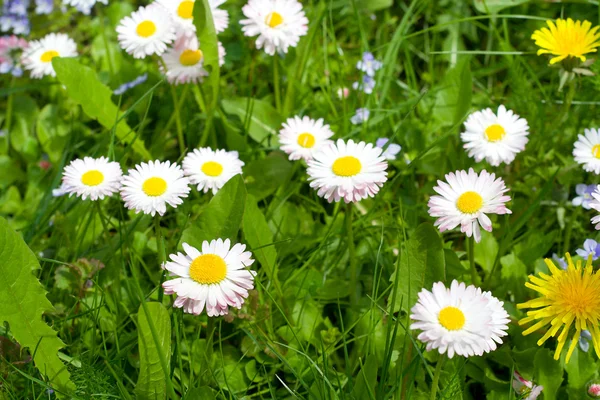 Meadow with daisies and dandelions — Stock Photo, Image