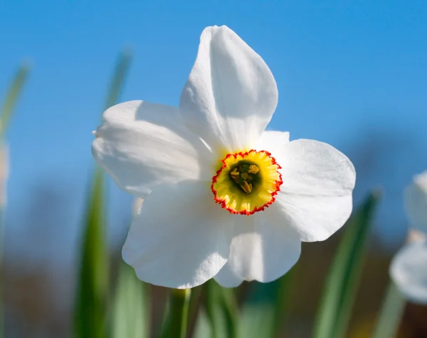 Narcissus on blue sky — Stock Photo, Image