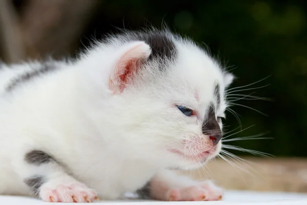 Noworodka biało-czarna kotka — Zdjęcie stockowe