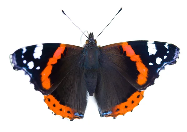 Χρωματισμένη κυρία πεταλούδα απομονωθεί — Φωτογραφία Αρχείου