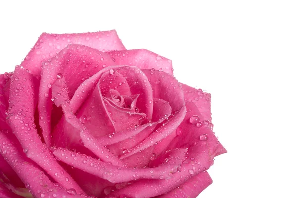 Parte de rosa rosa con gotas de agua — Foto de Stock