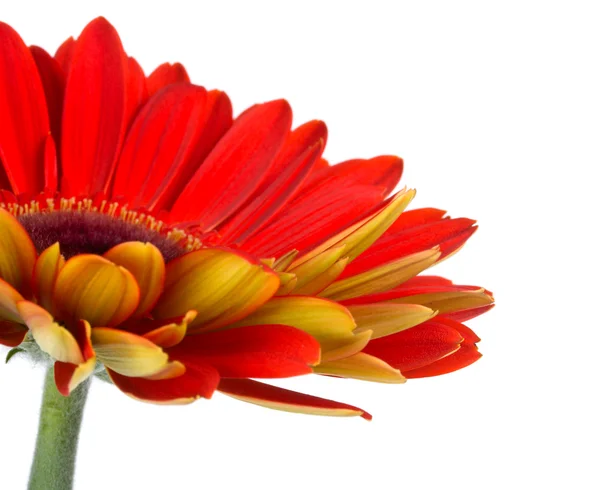 Parte da flor de gerbera vermelha — Fotografia de Stock