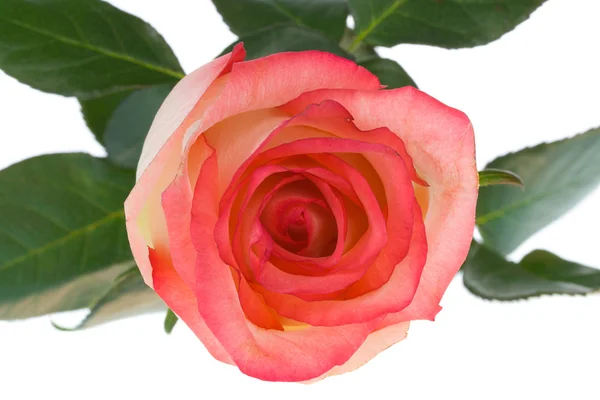 Розовый и белый вид на розу сверху — стоковое фото
