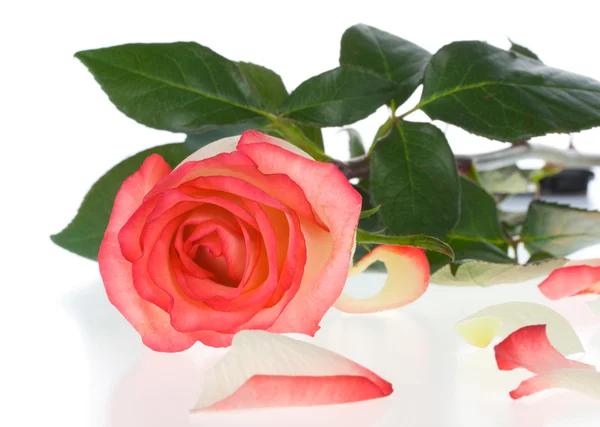 Rosa y rosa blanca con pétalos —  Fotos de Stock
