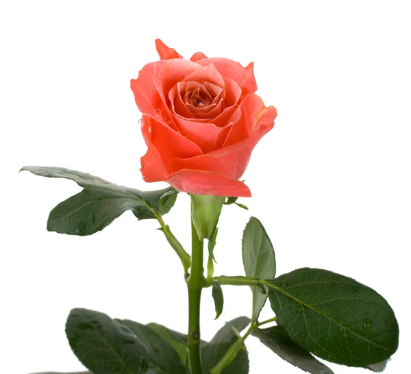 Różowa róża izolowana — Zdjęcie stockowe